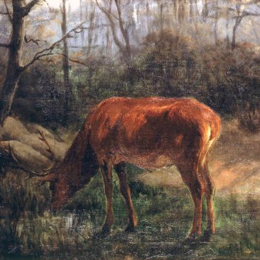 venado
