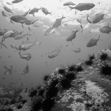 Fotografías sobre el Archipiélago de Juan Fernández se exhibe en exposición virtual en el Museo Baburizza
